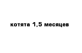 котята 1,5 месяцев